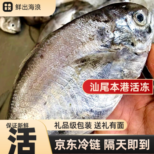 广东汕尾本港野生海捕捞