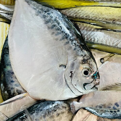 广东汕尾海鲜活冻鱼速冻锁鲜海鱼