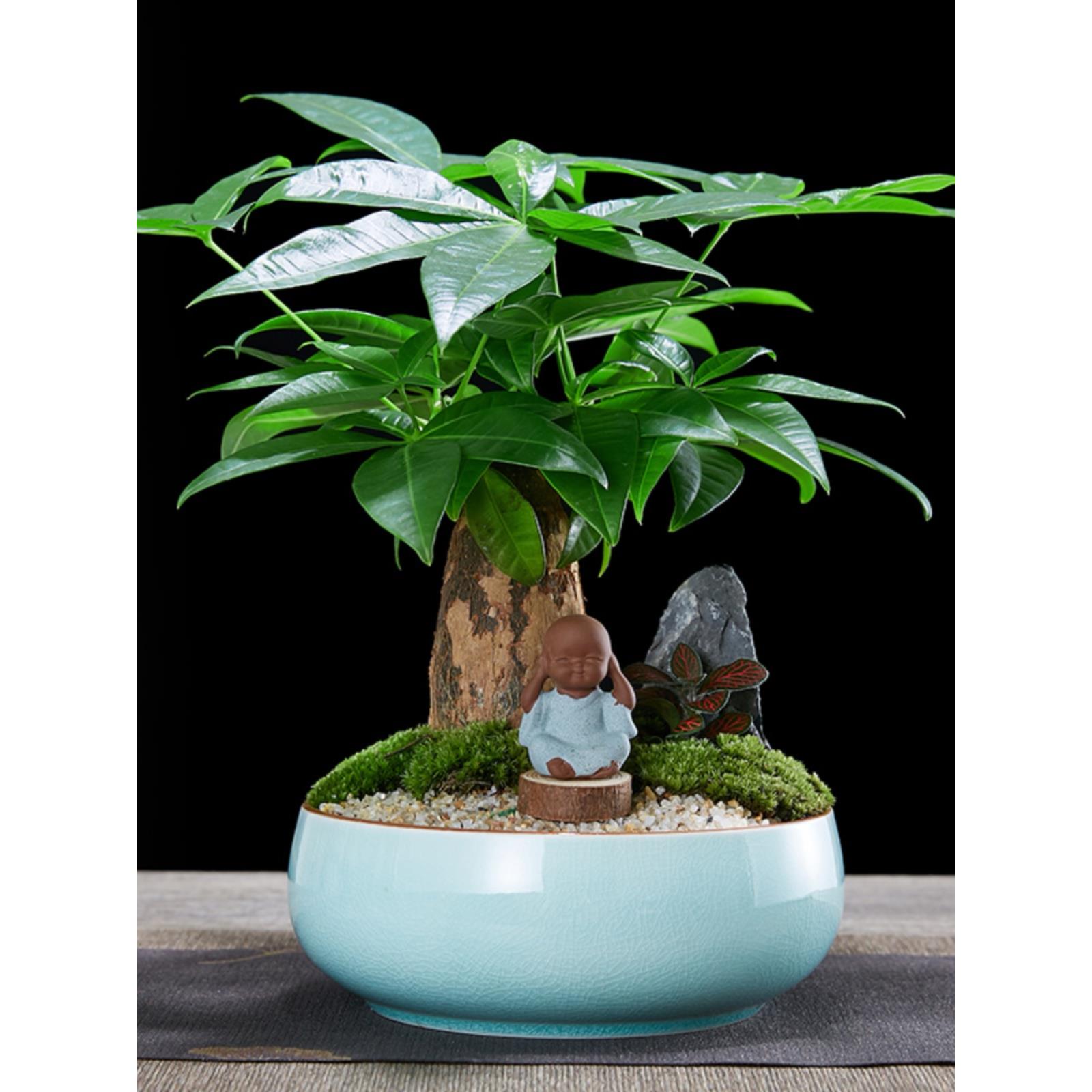 发财树盆栽植物室内四季绿植好养易活客厅办公室花卉乔迁新居盆景