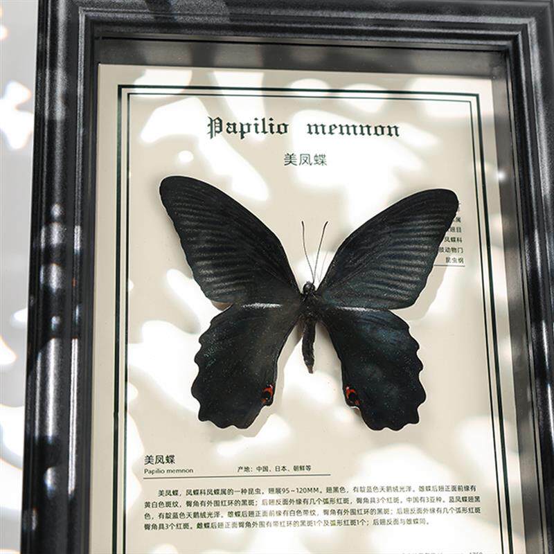 罕见美凤蝶名贵昆虫摆件蓝色原蝶送朋友生日礼物蝴蝶标本相框