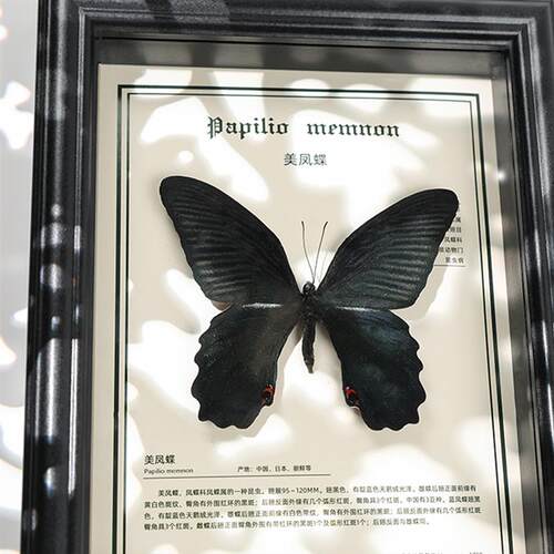 罕见美凤蝶名贵昆虫摆件蓝色原蝶送朋友生日礼物蝴蝶标本相框