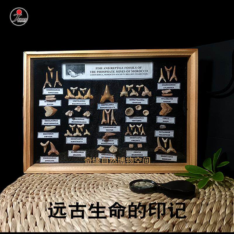 巨齿乌鸦/鲨鱼牙生物化石原石天然标本客厅创意摆件家居饰品送礼