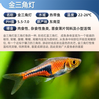 金三角灯鱼小型观赏鱼大小y三角紫蓝三角灯水草缸群游灯科