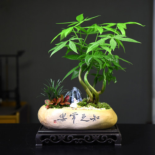 绿植发财树摆件盆栽植物r室内古风盆景办公桌面客厅好养幸运树绿