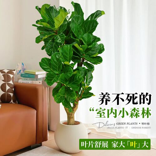 琴叶榕客厅绿植室j内大型植物盆栽大叶耐阴好养落地式大号老桩真