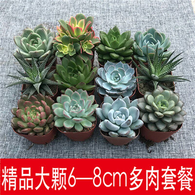 大颗多肉植物组合m盆栽套餐室内超萌防辐射大型多肉新手好养包邮