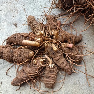 重楼七叶一枝花独角莲新鲜现挖现发无农药无化肥无激素云南重楼