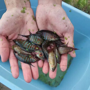 活体观赏鱼冷水鱼普叉菩萨鱼原生花手巾旁皮婆食蚊鱼耐养丽丽鱼