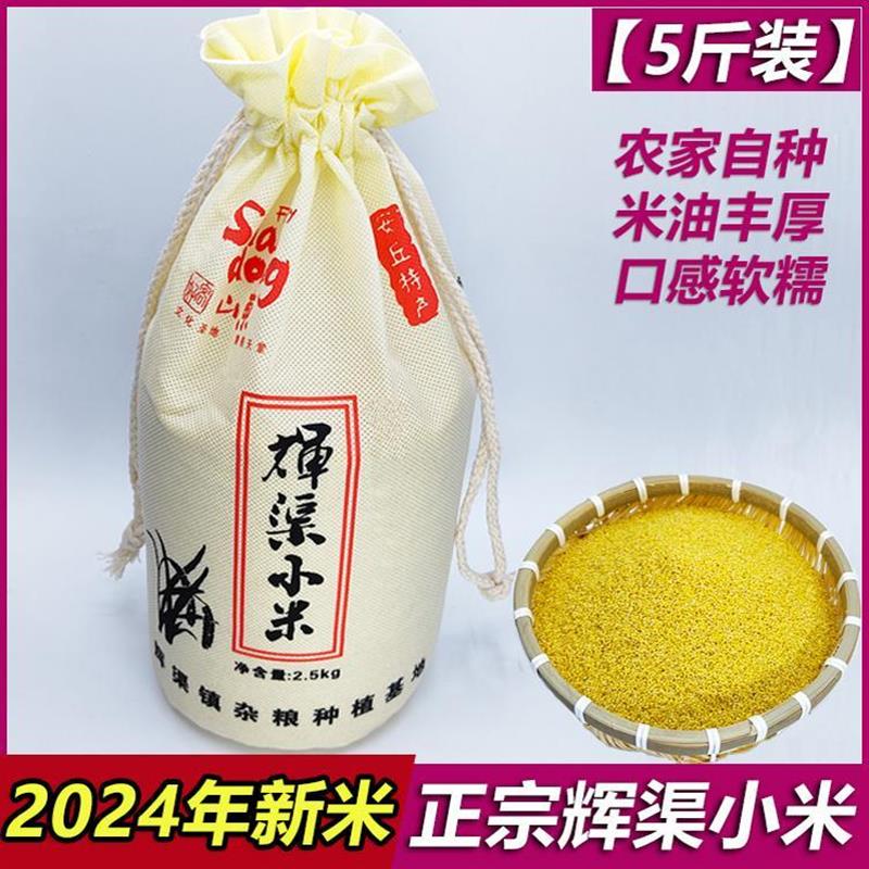 2024正宗安丘辉渠小米5斤