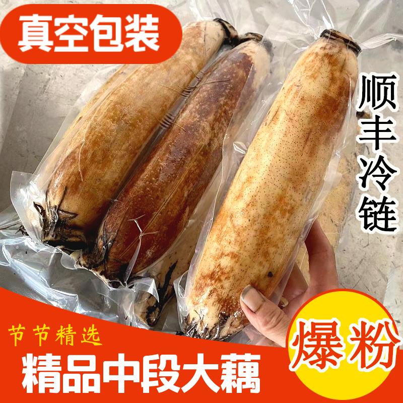 湖北正宗洪湖粉藕莲藕新鲜煲汤现挖糯米桂花藕农家特产蔬菜顺丰