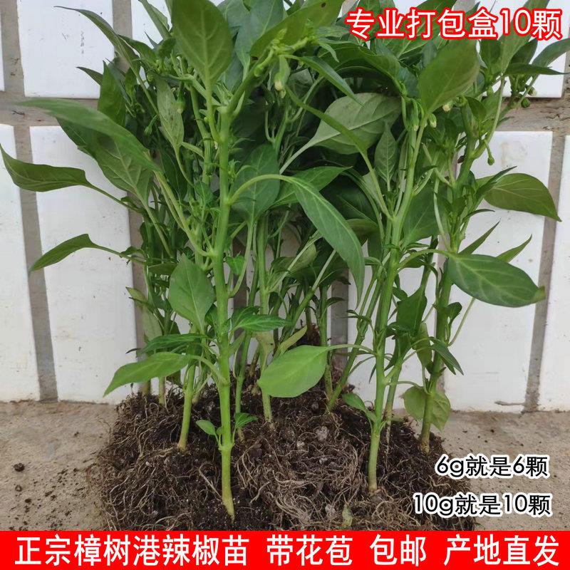 樟树港老辣椒苗 正宗樟树港辣椒苗 辣椒苗 湖南辣椒苗 特产 辣椒