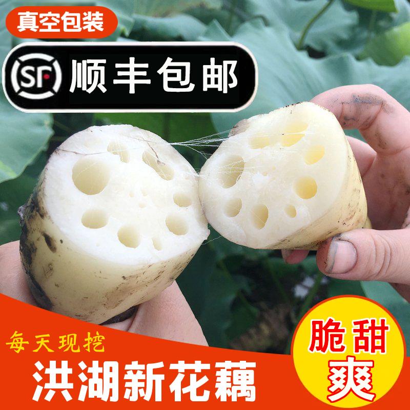 湖北正宗洪湖莲藕嫩藕脆藕清炒凉拌脆嫩甜时令农家蔬菜现挖包邮