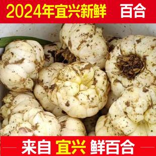 2024年宜兴百合新鲜山百合全国大部省份包邮食用微苦糯无硫新鲜