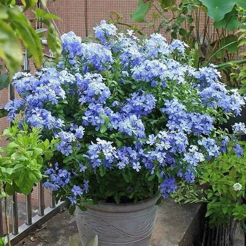 蓝雪花盆栽大苗观花耐热好养植物室内花卉绿植阳台庭院爬藤四季开