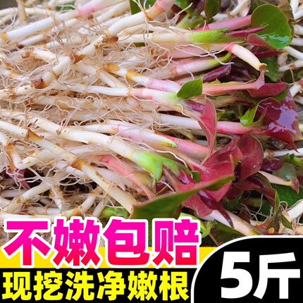 折耳根新鲜鱼腥草猪鼻孔当季野蔬菜嫩芽嫩根叶贵州凉拌下饭菜即食