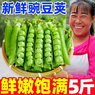 云南豌豆荚新鲜5斤现摘蔬菜带壳甜豆荚扁豆角荷兰豆蚕豆四季豆10