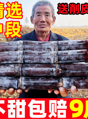 广西黑皮甘蔗新鲜脆甜水果10斤应当季特产现砍整根甜整箱种苗包邮