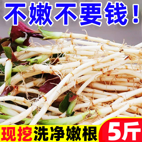 【新鲜鱼腥草热卖榜】官方推荐