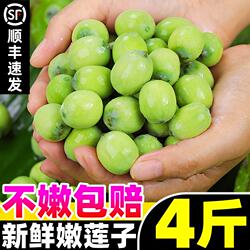 顺丰新鲜莲子4斤即食现摘水果莲蓬子甜嫩应当季蔬菜湿莲子米即食