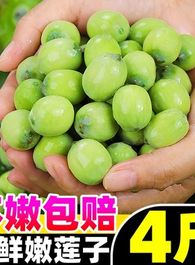 【超嫩莲子热卖榜】官方推荐