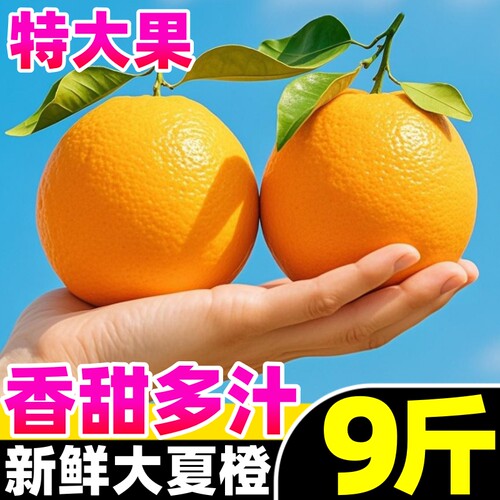 【新鲜橙子热卖榜】官方推荐