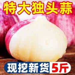 云南大理紫皮独头蒜紫皮大蒜大果特大新鲜蒜小独头干蒜腌制腊八蒜