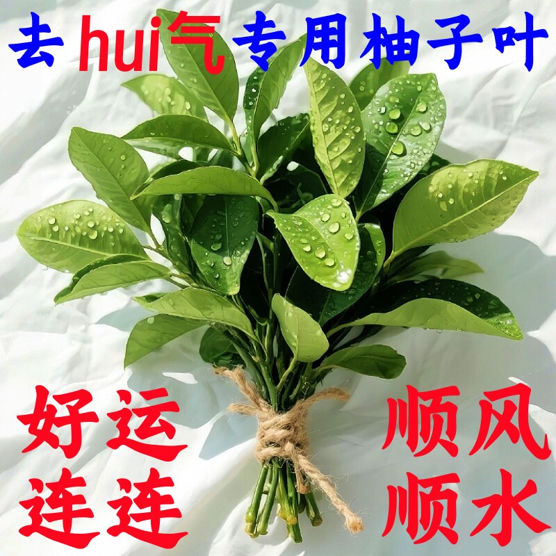 【新鲜柚子叶热卖榜】官方推荐