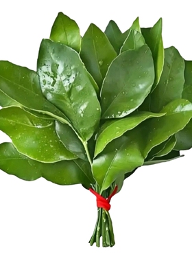 新鲜柚子叶现摘碌柚叶带枝老树柚子叶沐浴出狱拘留所盆乔迁打扫