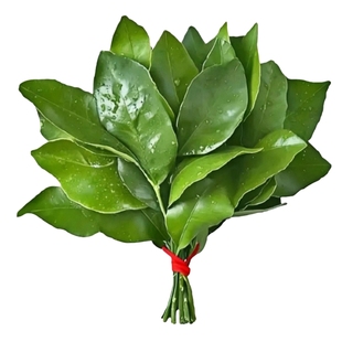 新鲜柚子叶现摘碌柚叶带枝老树柚子叶沐浴出狱拘留所盆乔迁打扫