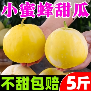 山东小蜜蜂甜瓜5斤新鲜水果头茬蜜罐蜜瓜香瓜星甜20网红甜瓜现摘