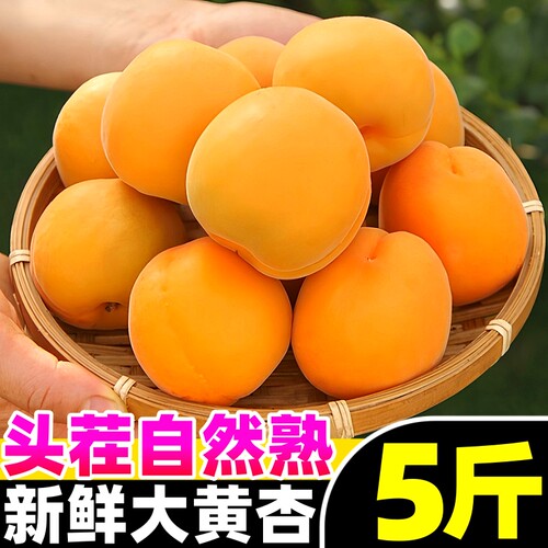 【新鲜杏子热卖榜】官方推荐