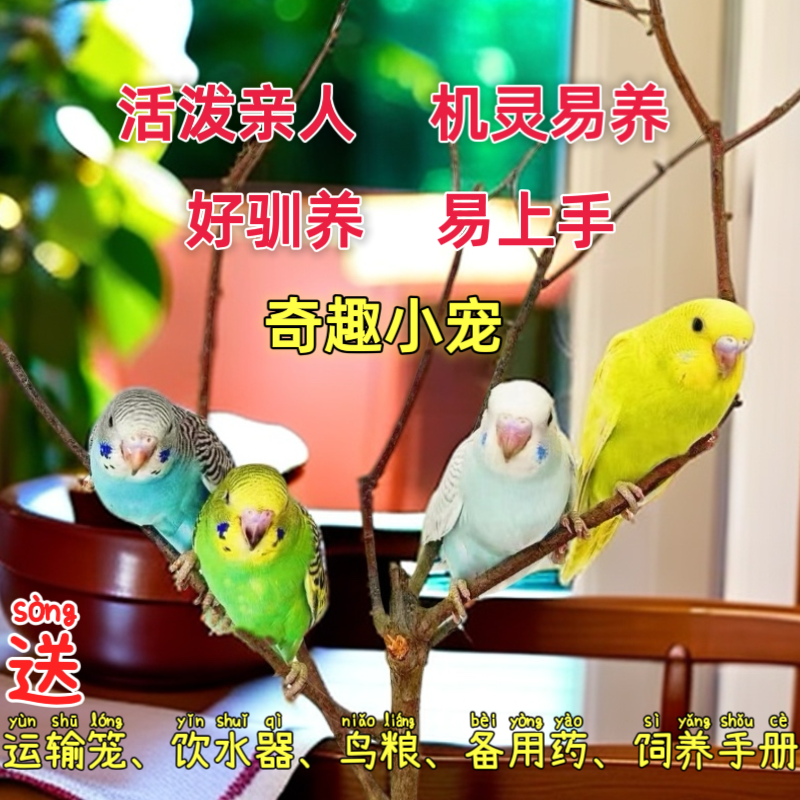 虎皮鹦鹉手养鹦鹉亲人鹦鹉活鸟幼鸟会学说话可繁殖观赏鸟活体包邮