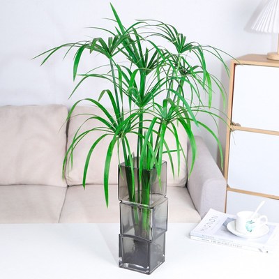 水培植物水竹水菖蒲风车草带根养鱼鱼缸旱伞曹室内绿植盆栽水养
