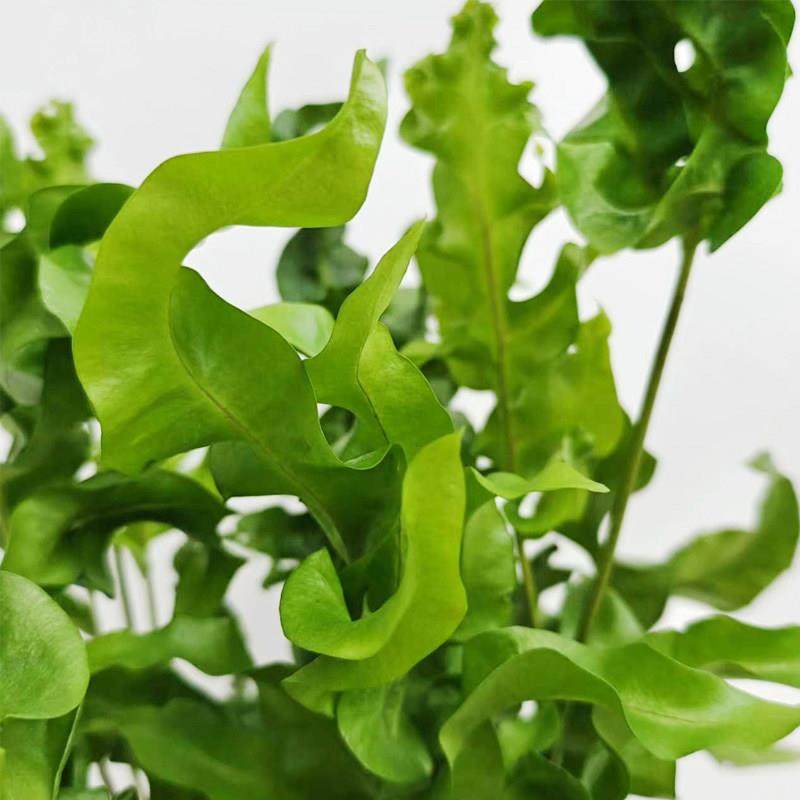 泰国水龙骨/火焰水龙骨 回声森林 ins风网红室内植物喜荫高端花材