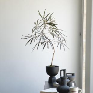 诗与自然柳叶孔雀木飘枝造型诧寂风中古风格 盆栽植物 绿植小众个性