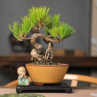 黄山松造型盆景曲干老桩好养四季常青办公室一物一拍多年根系好