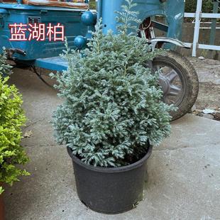 赏叶百搭植物 蓝冰柏庭院灌木多年生四季 蓝湖柏盆栽 蓝色波尔瓦