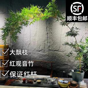精品大型高杆飘枝红观音竹庭院室内茶室桌面水培造景四季绿植盆栽