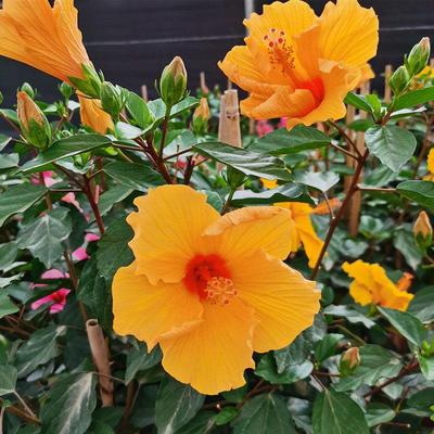 阳台室外庭院扶桑花苗大红花耐晒喜阳植物盆栽朱槿四季开花卉绿植