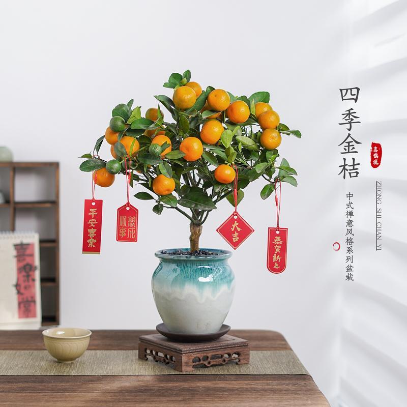 四季金桔盆栽可食用带果橘子树苗客厅室内外驱蚊花卉绿植物好养活