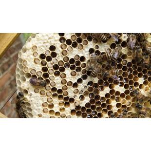 巢虫一喷灵白头蛹棉虫巢虫清木片康宽巢虫净棉虫净巢虫灵蜜蜂拖子