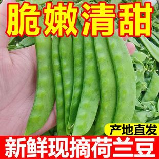 新鲜荷兰豆豆荚现摘甜脆蔬菜豌豆豌豆荚农家四季豆云南当季
