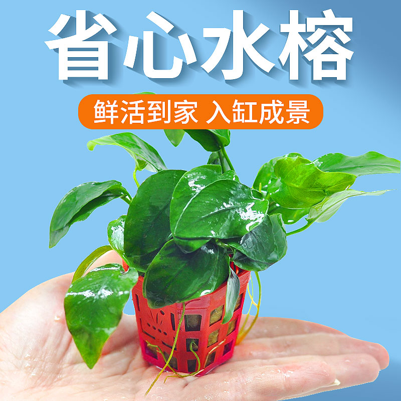 鱼缸水草植物真草养鱼迷你水榕草套餐黄金榕生态造景摆件水榕九冠