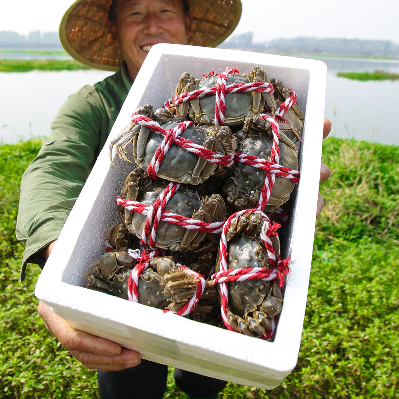 六月黄大闸蟹新鲜整箱活蟹
