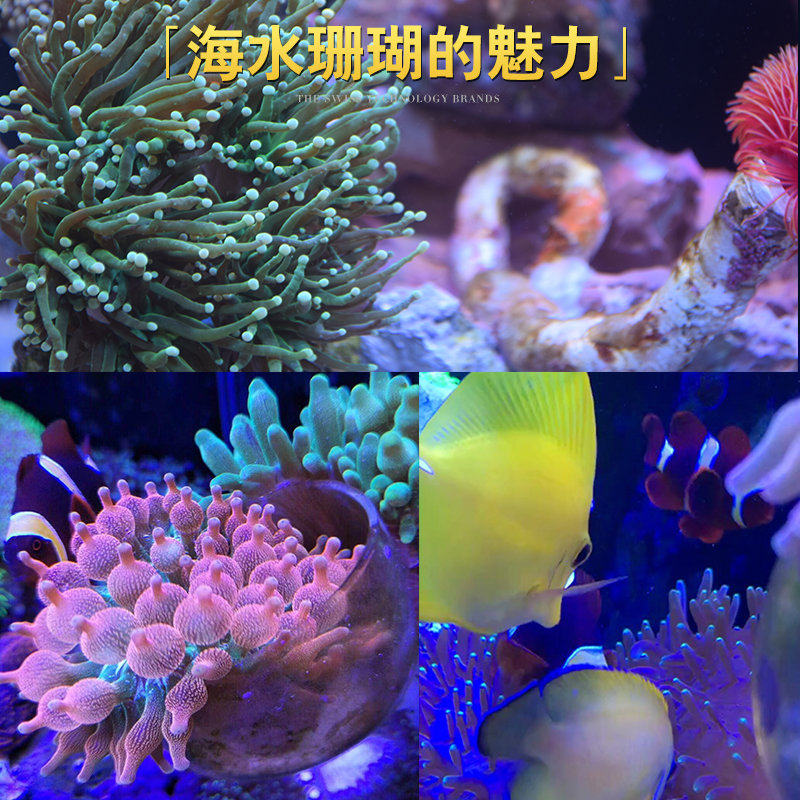 海水背滤缸全套办公室海水缸客厅迷你小型海水缸海水检疫缸设备