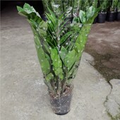 金钱树盆栽植物室内客厅大型绿植花卉净化空气吸甲醛盆金钱树盆栽