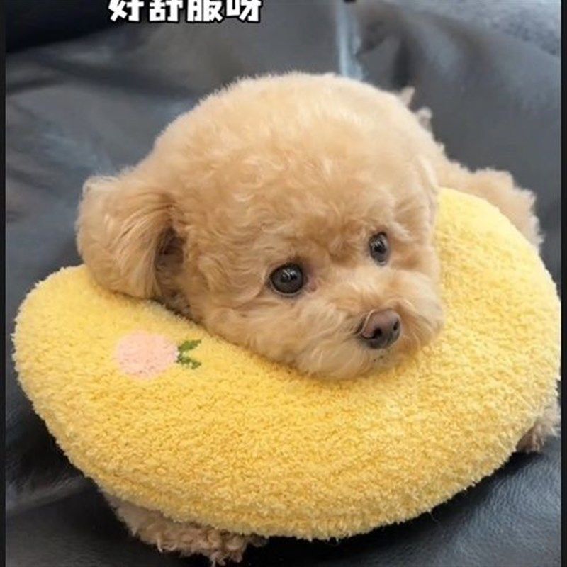 猫咪小枕头宠物狗狗猫睡觉用网红枕头垫子猫毛毯柔软睡枕宠物用品,宠物/宠物食品及用品,猫狗垫子,淘宝优惠券,粉丝福利购,淘宝优惠卷