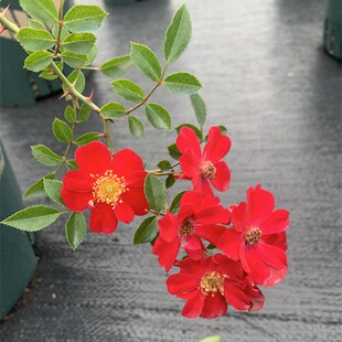 红一重微型蔷薇盆景月季花长势快阳台盆栽庭院种植一六八园艺