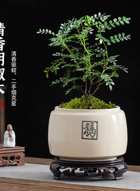 福字手工制作陶瓷花盆文竹胡椒木多肉小盆栽有孔带托盘绿植小摆件