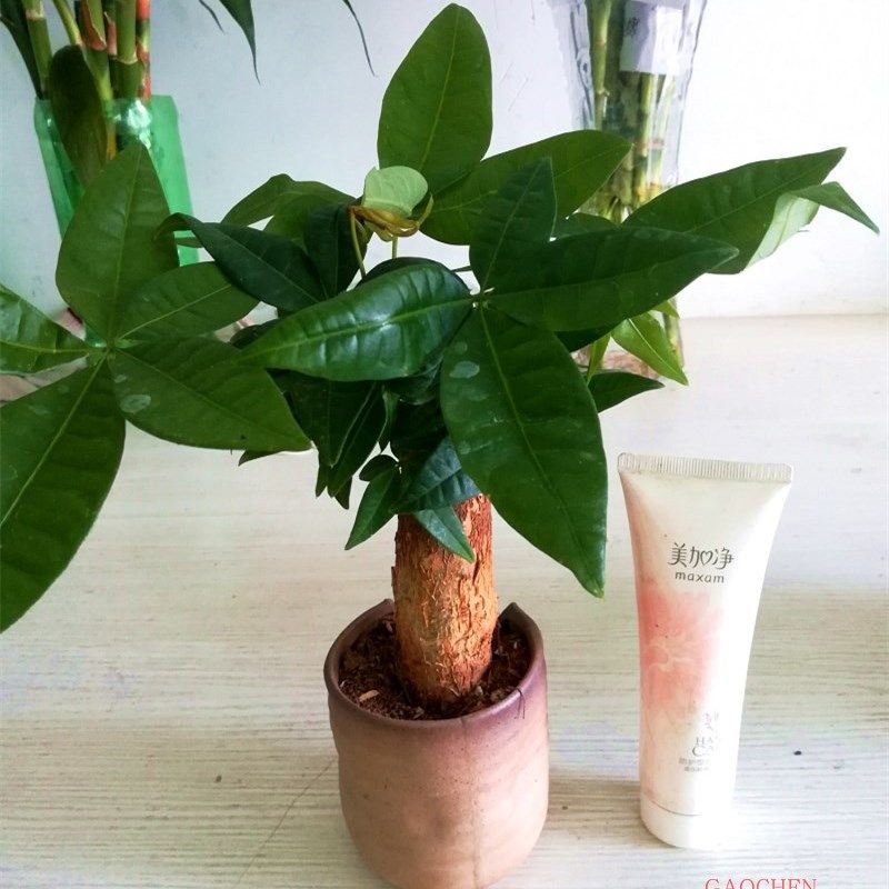 室内室外花卉绿植 发财树 办公室桌面 客厅的绿色植物 发财树包邮